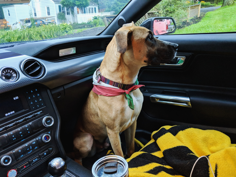 Illustration for article titled Dogs in Cars? (UPDATE: They're all calmed down and friends)
